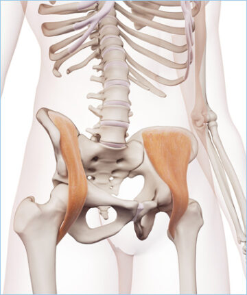 Anatomía de la cadera – Artroscopia de cadera